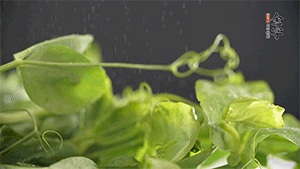 豌豆尖洗凈，切斷備用。