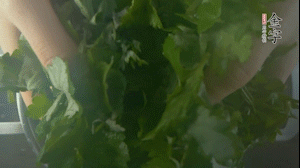 【面皮】1.鍋中水開時(shí)，放挑揀好的艾草和一撮小蘇打，第一遍煮開后倒掉，重新加水大火煮開后，小火煮1小時(shí)。煮爛的艾草用紗布瀝干。