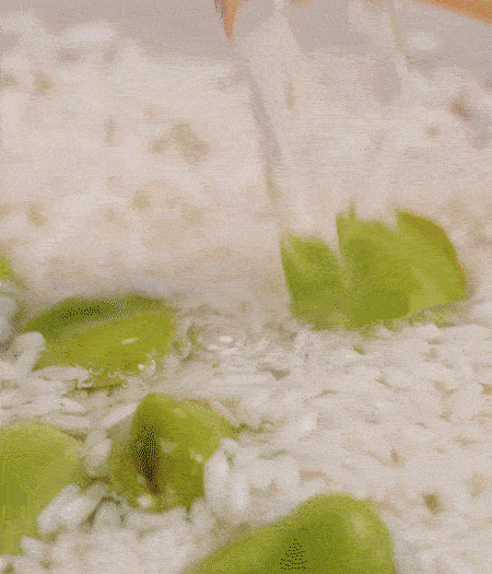 鍋底抹油，將淘洗干凈的大米，加蠶豆、清水，蓋蓋中火煮。